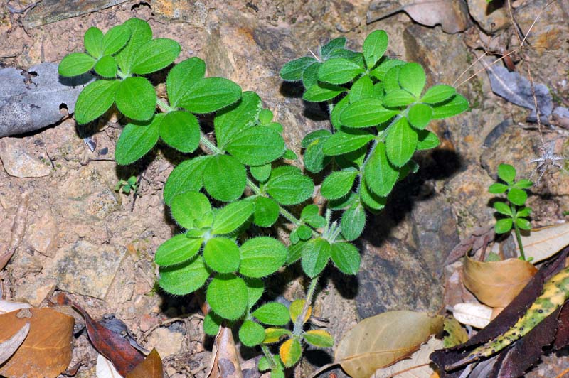 Galium scabrum / Caglio ellittico